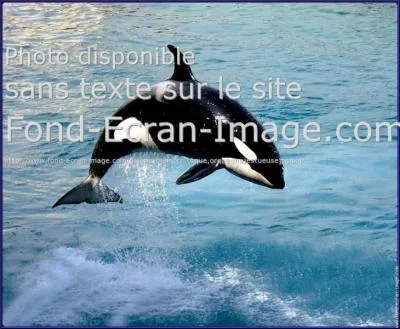 Dernière question facile. Quel est son nom ?