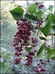 Avec quel(s) personnage(s) associe-t-on la salsepareille ?