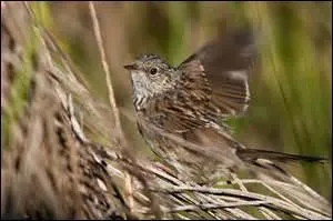 La fauvette d'hiver porte un joli surnom, en raison de ses habitudes. Où traîne-t-elle ?