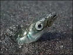 Si l'on ajoute le pronom personnel sujet féminin et singulier, au radical du verbe traîner, on obtient un sac pour un certain type de pêche.