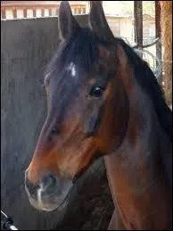 Que signifie la tête de ce cheval ?