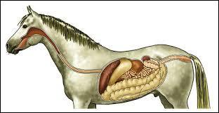 Digestion : Quel est le véritable ordre de passage de la nourriture dans le processus de digestion du cheval.