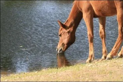Alimentation : Combien de litres d'eau un cheval peut-il boire chaque jour ?