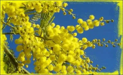 Où trouve-t-on le Grand Corso du Mimosa qui se déroule chaque année en février, et qui se clôture par la traditionnelle bataille de fleurs ?