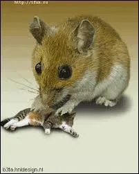 "La souris se fait manger par le chat" cette phrase est à la voix active.