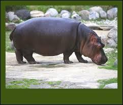 Que signifie hippopotame sachant qu'il est proche du cheval ?
