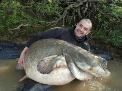 C'est la région de France où ce poisson est apparu en premier et où il s'en prend le plus !