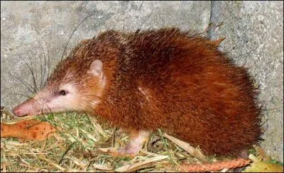 Dans cette île, ce petit animal est mignon ... à croquer !