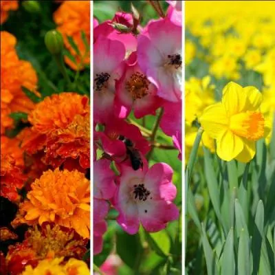 Avant d'être associée au muguet, la fête du travail avait pour symbole une autre fleur. Laquelle ?