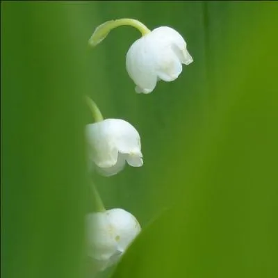 De quel pays est originaire le muguet ?
