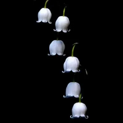 En France, quel est le premier département producteur de muguet ?