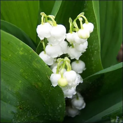 Quelle affirmation suivante est fausse ?