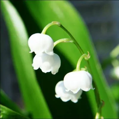 Selon le langage des fleurs, que signifie le muguet ?