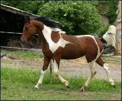Ce cheval est pie ... (compléter la phrase).