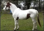 Ce cheval est pie ... (compléter la phrase).