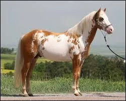 Ce cheval est pie ... (compléter la phrase).