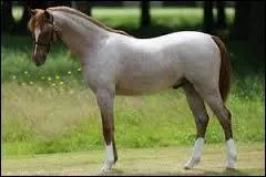 Quelle est la panachure de ce cheval ?