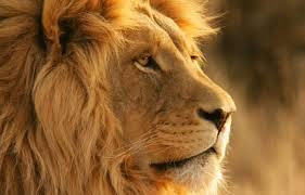 Quiz Animaux bizarres