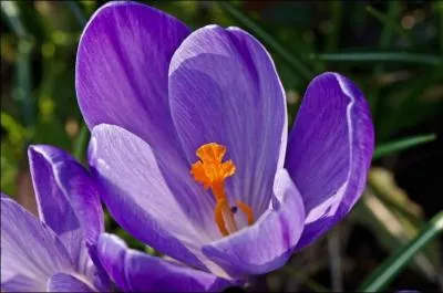 Quelle est cette fleur ?