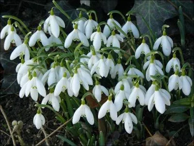 Quelle est cette fleur ?