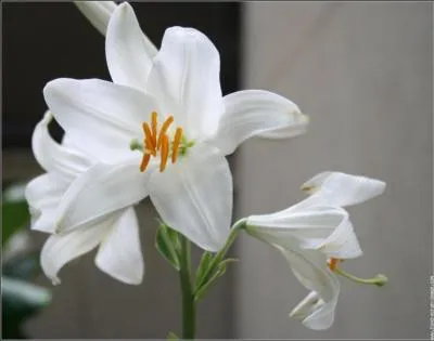 Quelle est cette fleur ?