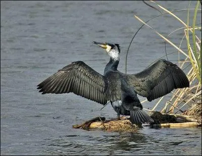 Alfred, chômeur minable, est capturé par un gang de truands à la solde de monsieur K !