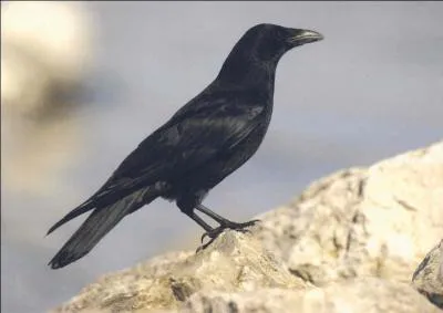 Film d'Henri-Georges Clouzot, interdit à sa sortie en 1943, mais finalement autorisé en 1947 !