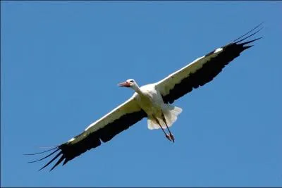 Ce film russe décrocha la Palme d'Or à Cannes en 1958, au vu de la photo vous ne devriez pas claquer du bec pour trouver la réponse !