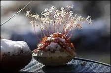 Quel nom porte l'art floral japonais qui crée des compositions avec une seule fleur ou plante ?