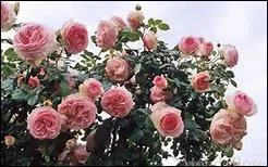 « Donc, si vous me croyez, mignonne, 
Tandis que vostre âge ------
En sa plus verte nouveauté, 
Cueillez, cueillez vostre jeunesse : 
Comme à ceste fleur la vieillesse
Fera ternir vostre beauté. ».
Complétez l'espace laissé par les pointillés.