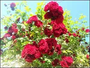 Quel synonyme ne correspond pas au verbe "déclore" ?