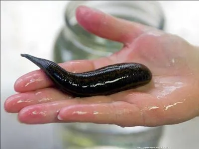 Celle-ci, très présente vers les points d'eau fut et est encore utilisée à des fins médicales.