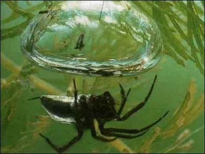 L'araignée d'eau ou l'araignée argyronète vit sous l'eau.