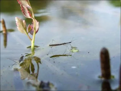 Quelle est la caractéristique de l'hydromètre ?