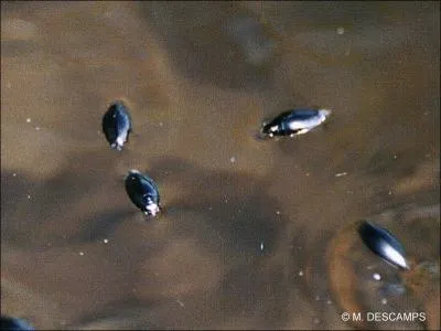 Quel est l'autre nom du gyrin ? (L'étymologie devrait vous éviter de tourner en rond) ;-)