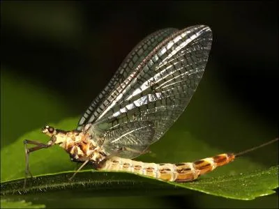 Celui-ci à une durée de vie très courte, d'où son nom.