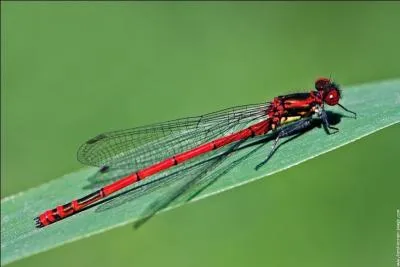 Sur cette photo, est-ce une demoiselle ou une libellule ?