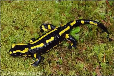 Vous connaissez la salamandre bien sûr, animal commun de nos mares, mais savez-vous de quel roi elle fut l'emblème ?