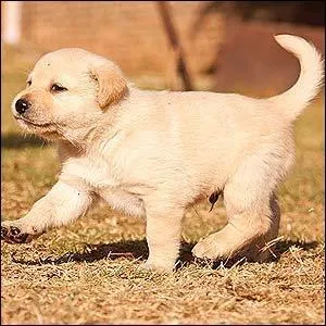 Vrai ou Faux ? Pour un jeune chien, le temps consacré à l'exercice et au jeu est le plus important de la journée