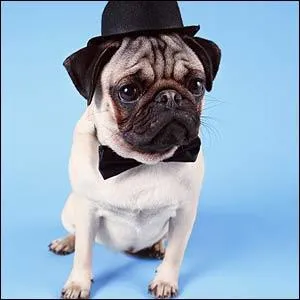 Vrai ou Faux ? Les chiens de petite taille ont l'estomac plus gros que leur tête ?