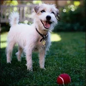 Combien de dents possède un chien ?