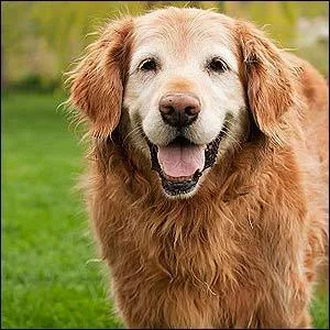 Combien d'années vit un chien ?