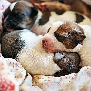 À quel point le chiot est-il sans défense ?