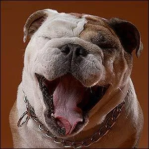 Les mâchoires d'un chien exercent en moyenne une pression de 10 à 14 kg/cm². Question : Vrai ou Faux ? Cette pression peut atteindre 30 kg/cm² chez certaines espèces.