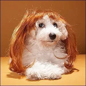 Chez certaines races de chiens, combien de mètres de fourrure produisent-ils par jour ?