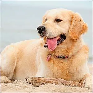 Vrai ou Faux ? Le golden retriever est le chien le plus " séduisant " comme le pitbull est le plus " repoussant ".