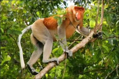 Si vous trouvez son nom, ça prouvera que vous avez du nez !