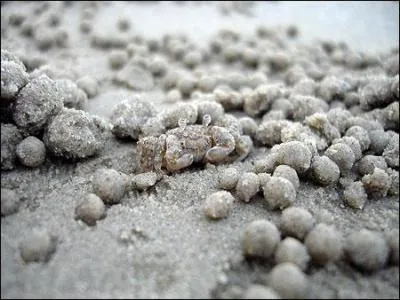 L'animal est caché dans la photo !