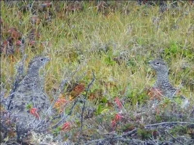 Sur cette photo, deux animaux sont cachés !