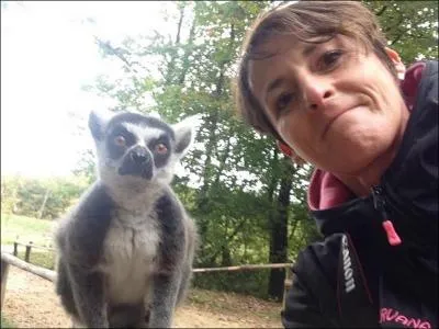 Où devez-vous aller pour voir cet animal à l'état sauvage ?